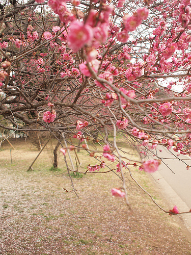 駒沢公園の梅の花